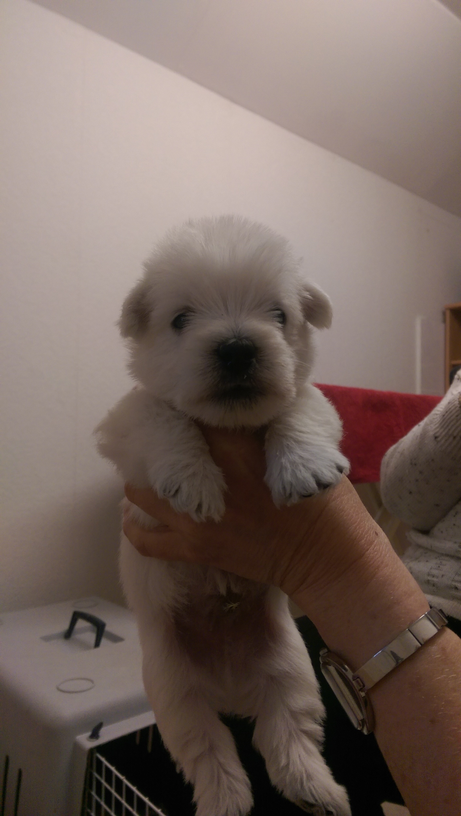 Unser Aaron, 4 Wochen alt