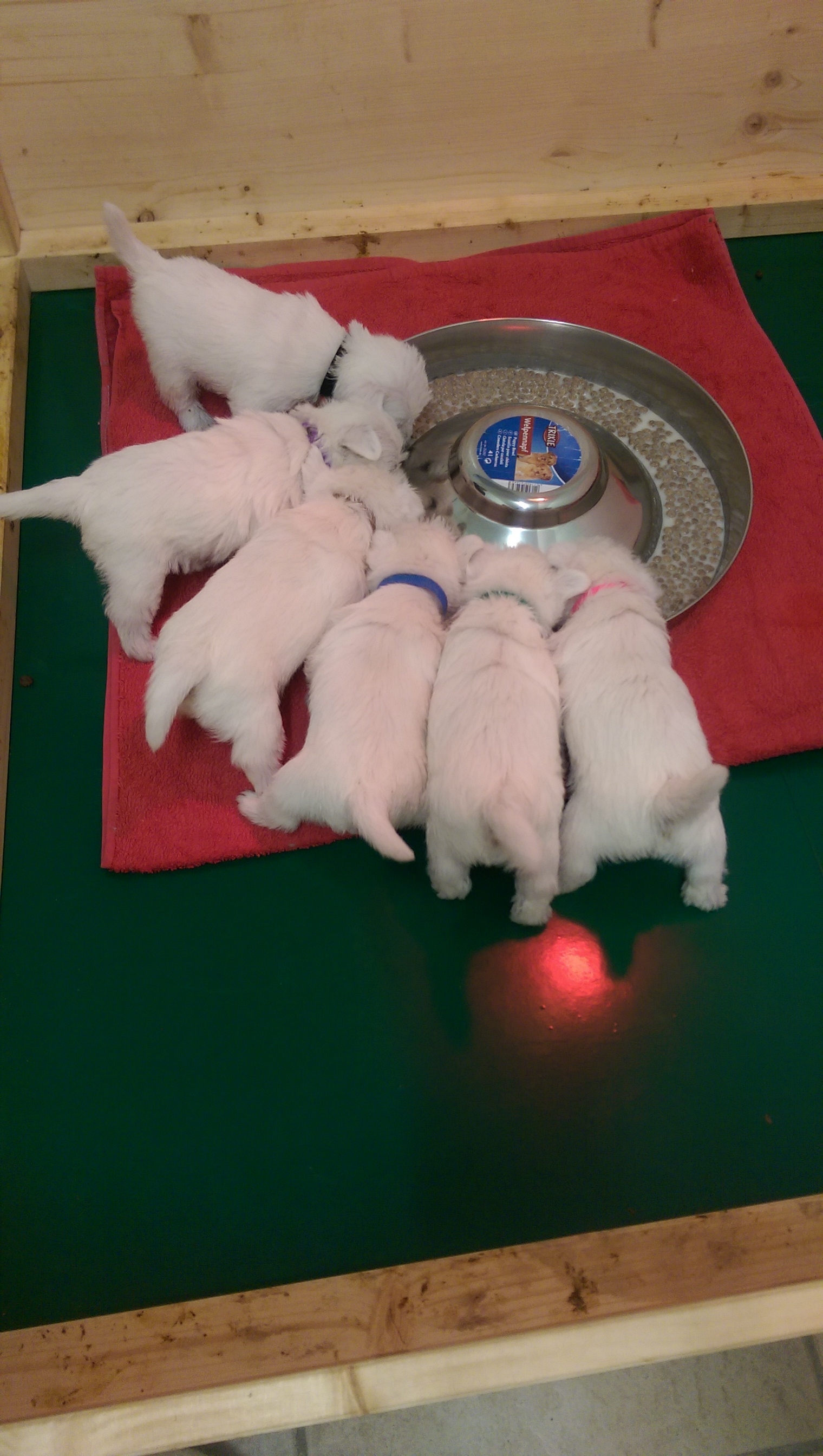 Die Rasselbande beim Schlabbern, man haben wir Hunger....