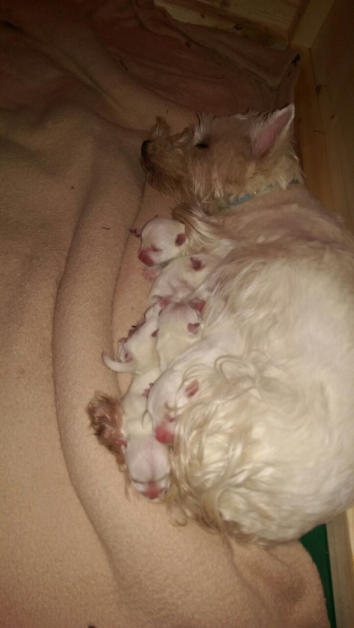 Anny mit ihren Babys kurz nach der Geburt