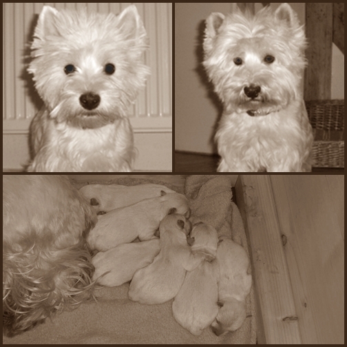 Anny und Caspar, die stolzen Eltern und darunter die Babys der Beiden